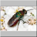 z Parasit des Bienenwolf - Hedychrum rutilans - Goldwespe 04a.jpg